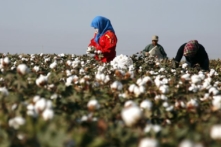 Căng thẳng Mỹ-Trung gia tăng: Dự luật Hoa Kỳ nhắm vào Bắc Kinh về lao động cưỡng bức người Duy Ngô Nhĩ