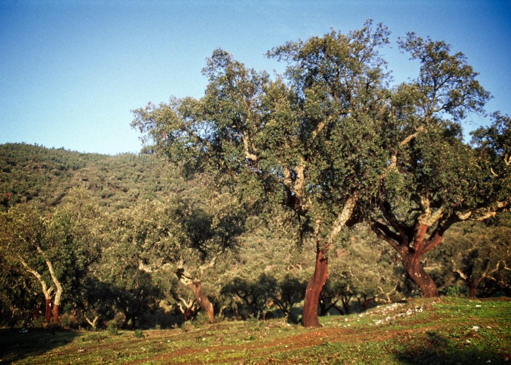 du lịch Alentejo Bồ Đào Nha