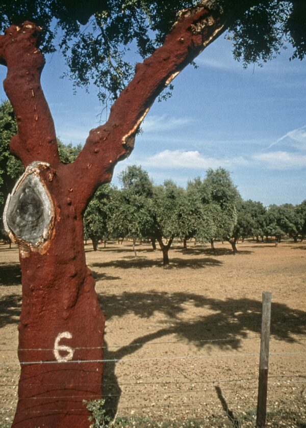 du lịch Alentejo Bồ Đào Nha