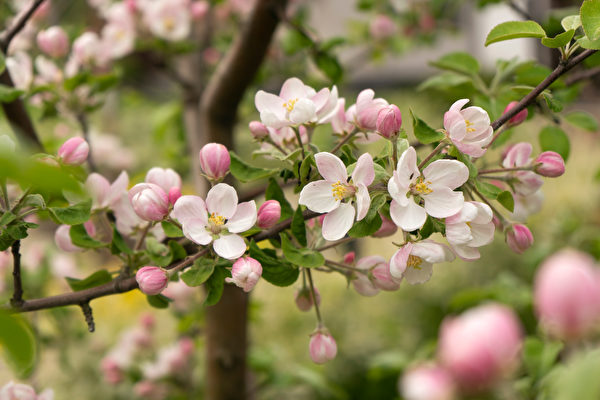 7 loại cây có hoa thơm ngát thích hợp trồng trong vườn nhà