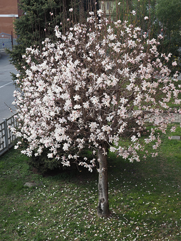 7 loại cây có hoa thơm ngát thích hợp trồng trong vườn nhà