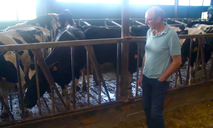 Nông dân chăn nuôi bò sữa ở Hà Lan đối mặt với việc phải loại bỏ 95% đàn bò