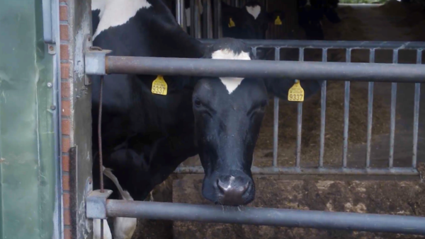 Nông dân chăn nuôi bò sữa ở Hà Lan đối mặt với việc phải loại bỏ 95% đàn bò