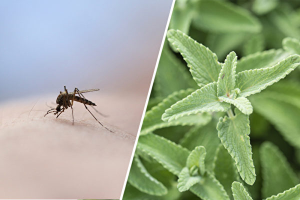 7 loại cây trồng thường gặp có thể xua đuổi muỗi