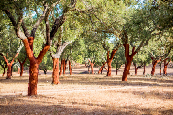 du lịch Alentejo Bồ Đào Nha