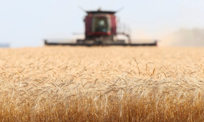 Canada: Hơn 70% nông dân nói rằng việc ép buộc cắt giảm phân bón sẽ làm thiếu lương thực