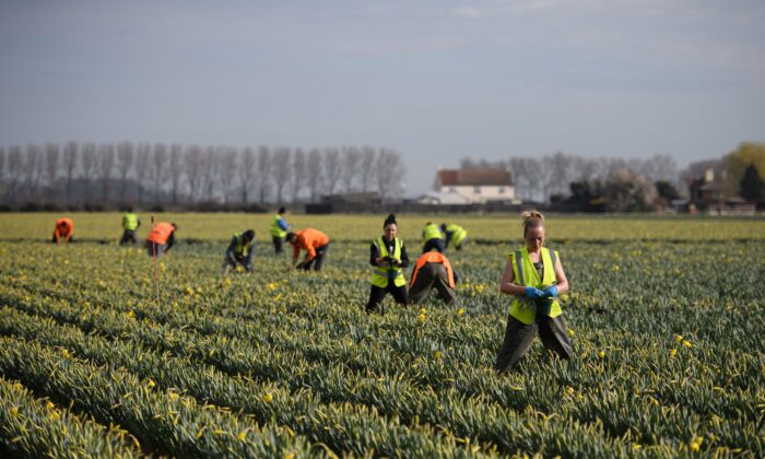 Nông dân Anh thiệt hại hàng chục triệu bảng do thiếu lao động, cây trồng héo úa trên cánh đồng