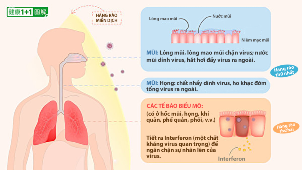 Hệ thống miễn dịch của bạn mạnh hơn cả vaccine! Điều nên làm để tăng cường khả năng miễn dịch