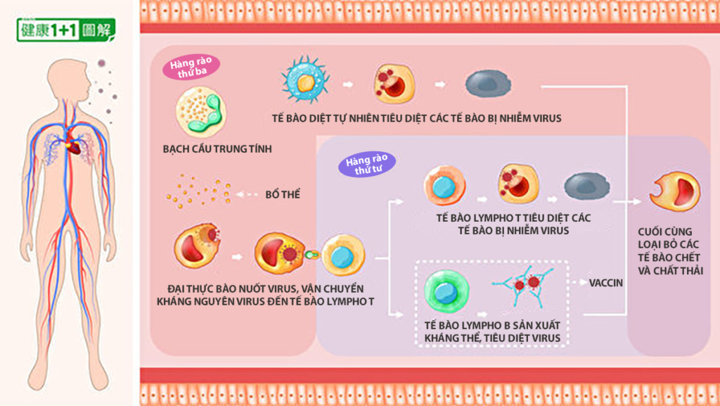 Hệ thống miễn dịch của bạn mạnh hơn cả vaccine! Điều nên làm để tăng cường khả năng miễn dịch