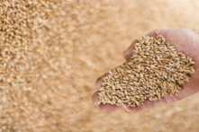 Chỉ số giá lương thực thế giới giảm tháng thứ năm liên tiếp