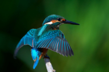 Nghệ thuật tinh tế của lông chim bói cá ‘tráng men’