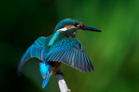 Nghệ thuật tinh tế của lông chim bói cá ‘tráng men’