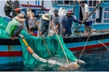 Tàu cá ở Phú Yên -Tin việt nam