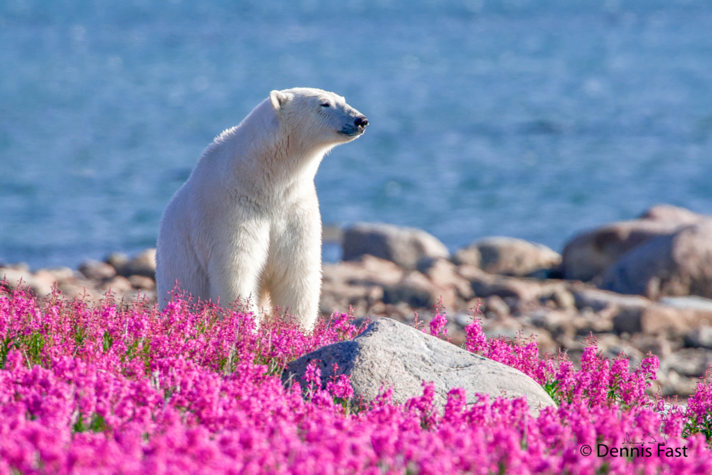 Nhiếp ảnh: Kỳ nghỉ hè lộng lẫy của những chú gấu Bắc cực 