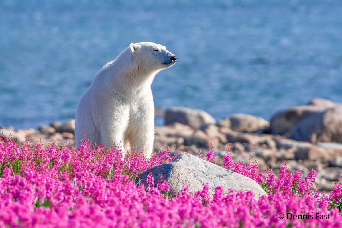 ĐỘC QUYỀN] Cựu nhà sáng lập tổ chức Greenpeace nói rằng biến đổi khí hậu  dựa vào các tin tức sai lệch - Epoch Times Tiếng Việt