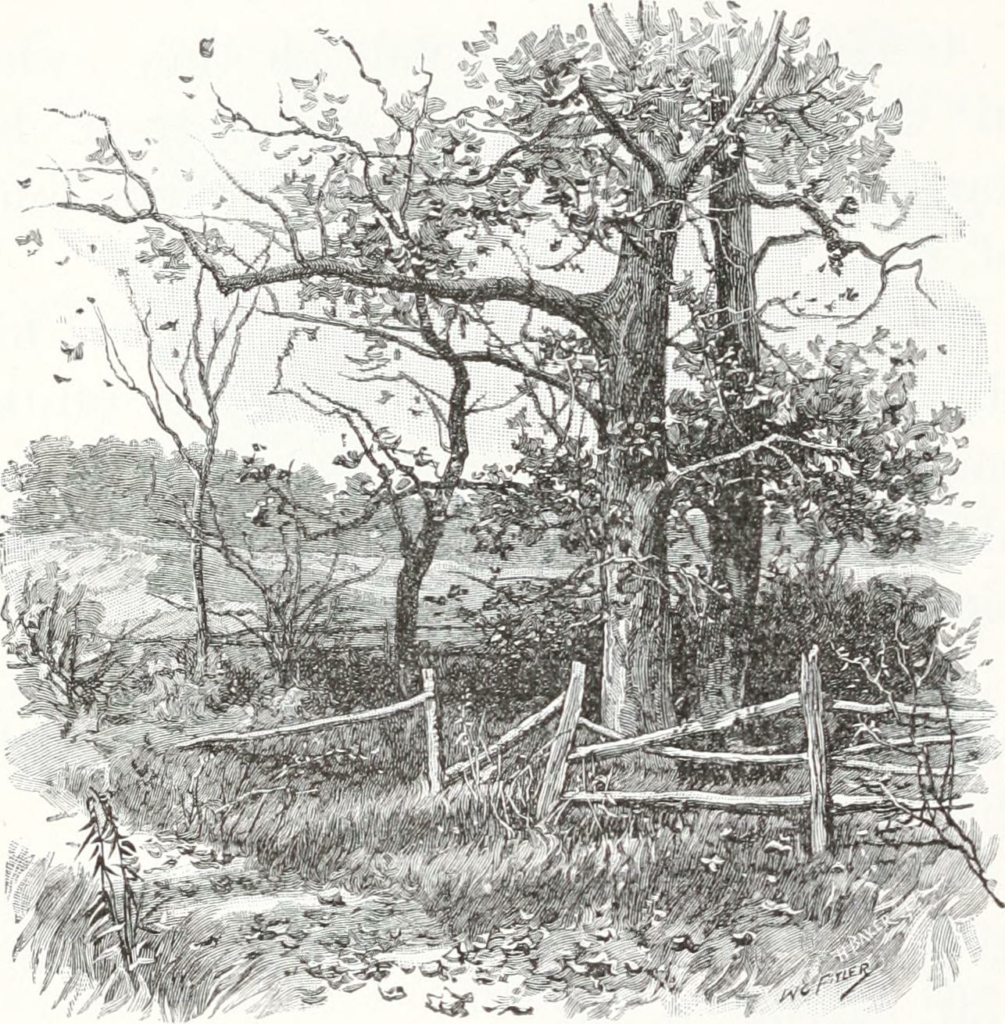 Truyện ngắn McGuffey