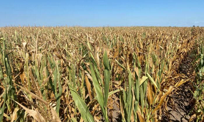 Hạn hán, chiến tranh Ukraine đẩy dự trữ ngũ cốc toàn cầu xuống mức thấp đáng lo ngại