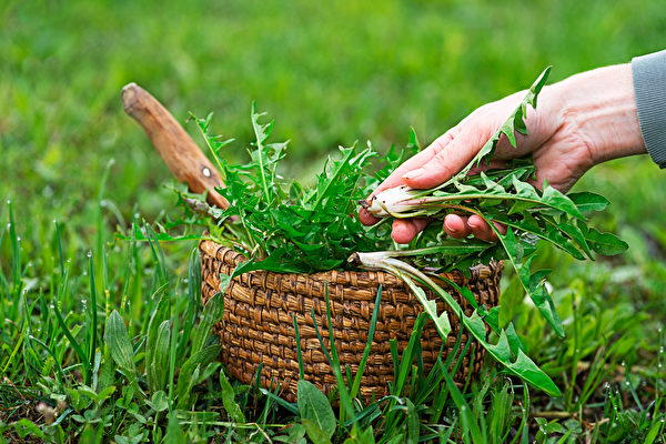 Trà bồ công anh: Giúp hỗ trợ tiêu hóa, tăng cường sức đề kháng