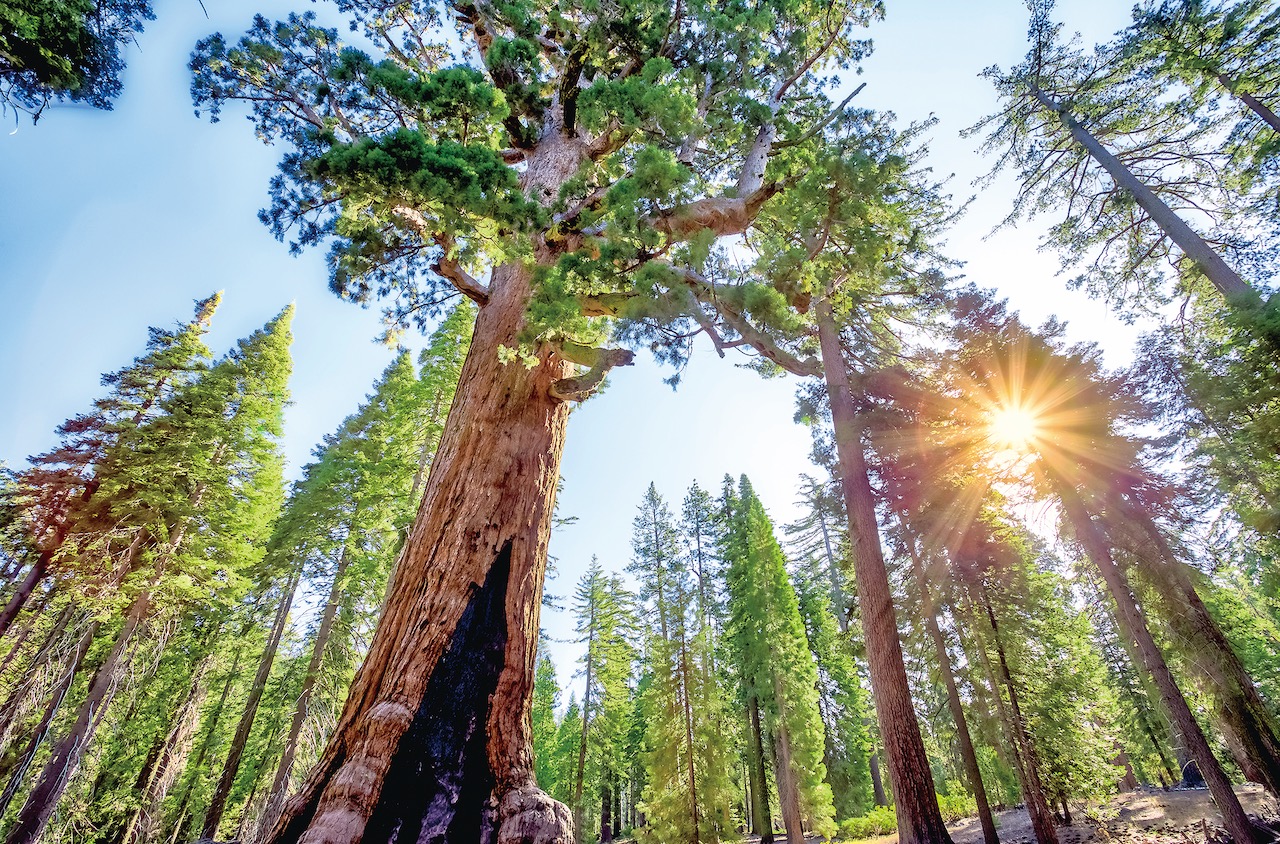 Những cây cự sam lâu đời nhất trên Trái Đất