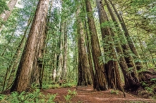 Những cây Hồng sam cao nhất thế giới 