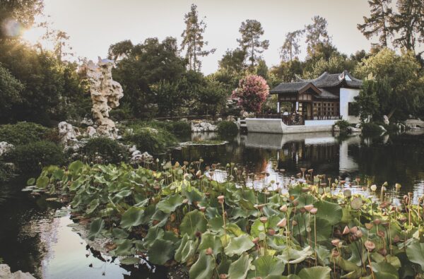Khu vườn Trung Hoa ở Huntington Library: Thăm quan công trình kiến trúc và vườn bách thảo đẹp nhất California