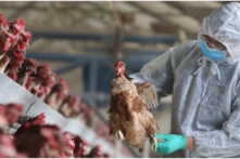 Bệnh cúm gia cầm trên người tại Việt Nam