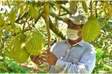 Tin Việt Nam sáng 04/10: Giá sầu riêng tăng cao, giá xăng tiếp tục giảm; miền Bắc hửng nắng trước khi mưa rét