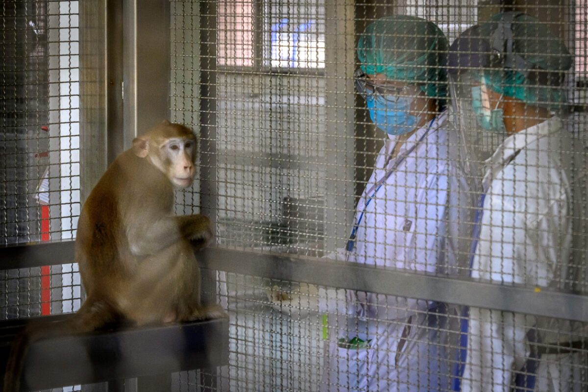 Hoa Kỳ: Công ty Trung Quốc mua đất ở Florida để nuôi khỉ thí nghiệm thu hút sự giám sát chặt chẽ