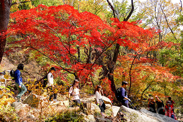 Mùa lá đỏ đã đến, núi Bukhansan ở Seoul rực rỡ sắc thu