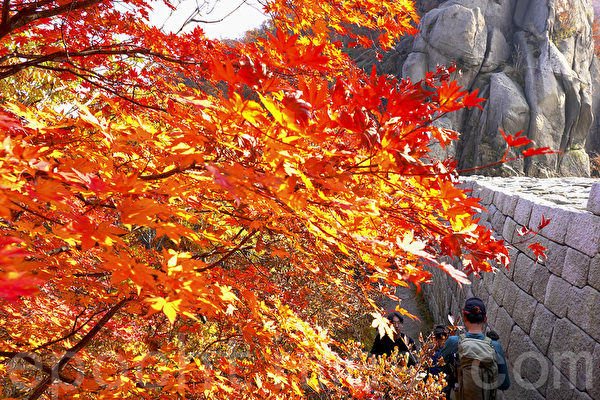 Mùa lá đỏ đã đến, núi Bukhansan ở Seoul rực rỡ sắc thu