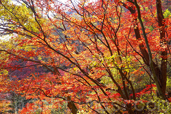 Mùa lá đỏ đã đến, núi Bukhansan ở Seoul rực rỡ sắc thu