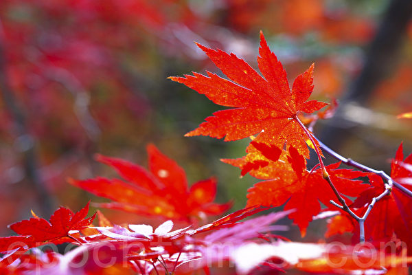 Mùa lá đỏ đã đến, núi Bukhansan ở Seoul rực rỡ sắc thu