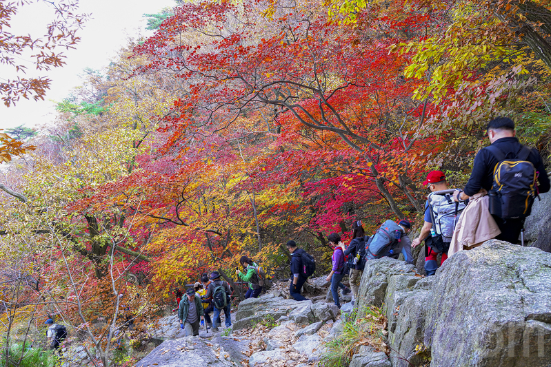 Mùa lá đỏ đã đến, núi Bukhansan ở Seoul rực rỡ sắc thu