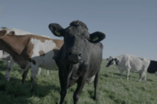 Nông dân Hà Lan và cuộc chiến không hồi kết