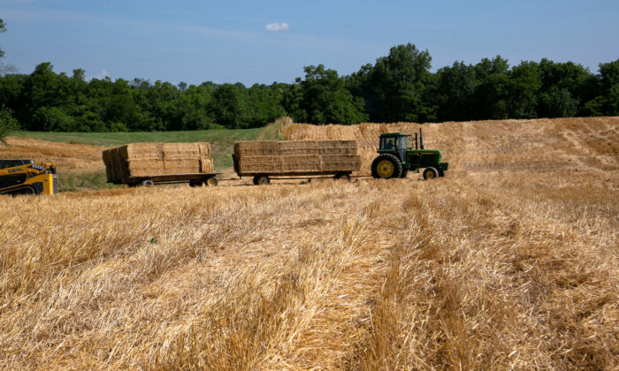 Khoản vay với lãi suất thấp không còn, nông dân Hoa Kỳ gặp khó khăn trong sản xuất lương thực