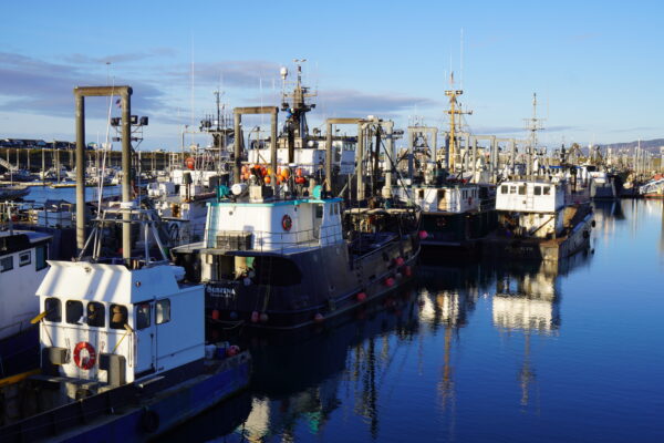 Ngư dân Alaska chật vật khi hàng tỷ con cua tuyết biến mất, mùa thu hoạch bị hủy bỏ