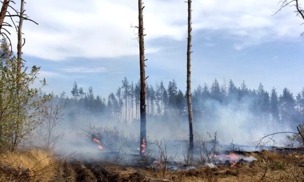 Fire burns in a forest in Luhansk region, Ukraine, in this handout picture released Sept. 30, 2020. (State Emergency Service Of Ukraine/Via Reuters)