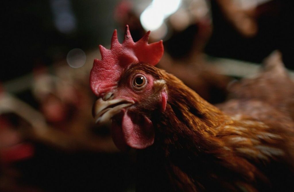 Anh: Cúm gia cầm, lạm phát, và giá bán lẻ thấp gây bất lợi cho các nhà sản xuất trứng