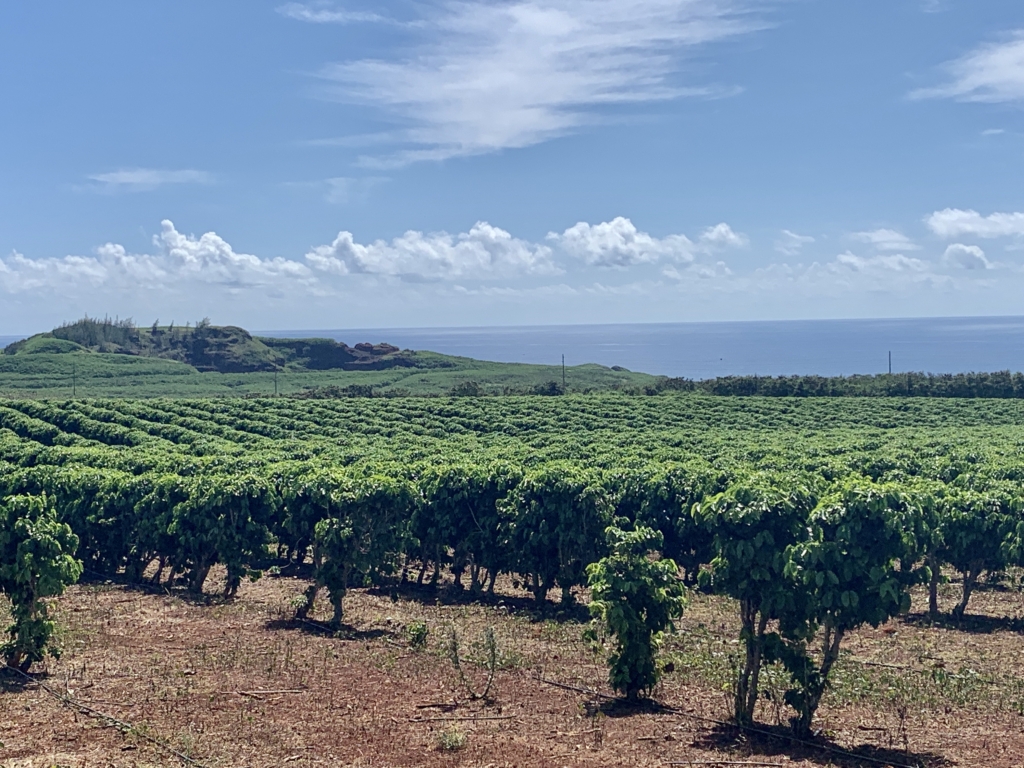 Hơn 4 triệu cây café của Công Ty Kauai Coffee hưởng lợi ích từ vùng đất núi lửa giàu dưỡng chất và những làn gió mậu dịch*. (Ảnh: Janna Graber)