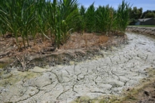 Đất khô và nứt nẻ trong một con mương thủy lợi cạnh cánh đồng bắp trong một trang trại được nhìn thấy ở Fresno, California, vào ngày 24/07/2021. (Ảnh: Robyn Beck/AFP qua Getty Images)