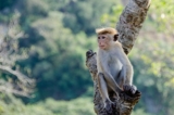 Chú khỉ đã minh oan cho chủ nhân quá cố của mình bằng cách nào? Nó đã báo án ra sao? (Ảnh: Pixabay)