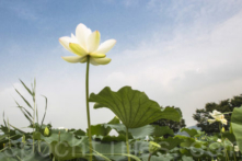 Nếu có một ngày…