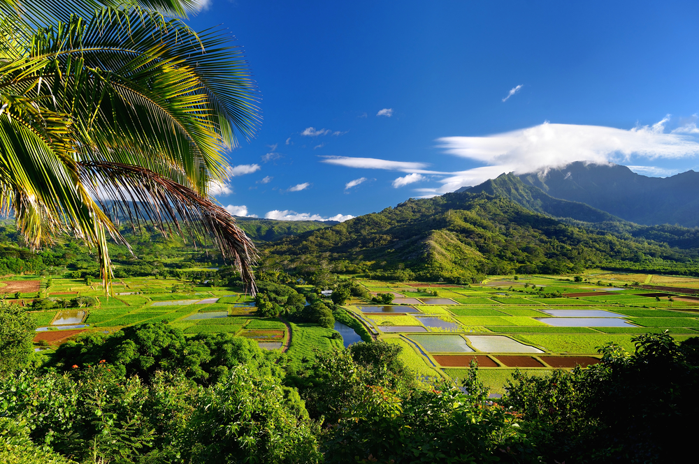 Những cánh đồng khoai môn ở Thung Lũng Valley. (Ảnh: MNStudio / Shutterstock)