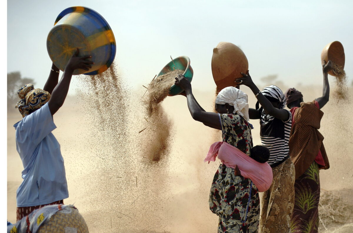 Phụ nữ Mali sàng lọc lúa mì trên một cánh đồng gần Segou, miền trung Mali, vào ngày 22/01/2013. (Ảnh: Jerome Delay/AP Photo)