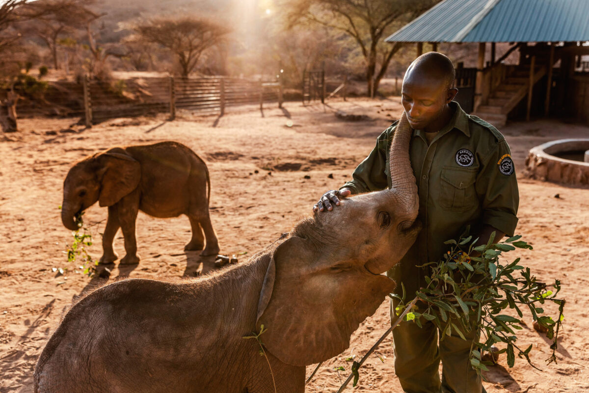 Giữa đợt hạn hán tồi tệ nhất trong 40 năm qua ở Đông Phi khiến hàng triệu người và động vật hoang dã đứng trước bờ vực đói khát, một chú voi con mồ côi được chăm sóc tại Khu bảo tồn voi Reteti ở Samburu, Kenya, hôm 12/10/2022. (Ảnh: Luis Tato/AFP qua Getty Images)