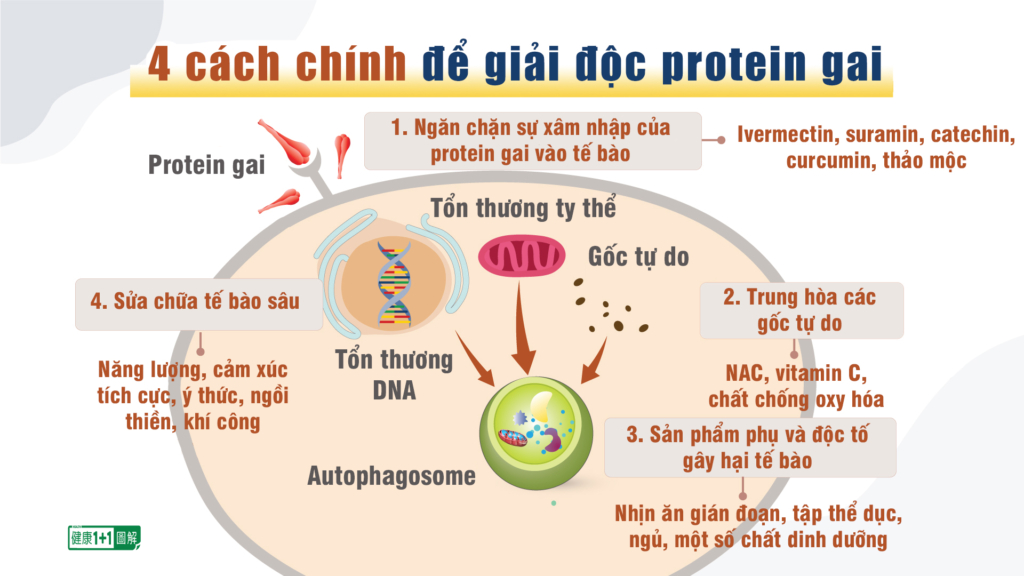 CHUYÊN ĐỀ PROTEIN GAI: Tổn thương & Điều trị (P.2)