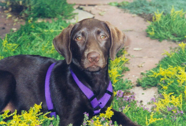 Chú chó Labrador màu nâu chocolate tên là Brandy Wilbur Pie, nguồn cảm hứng cho quyển sách “Chú Chó Biết Sẻ Chia.” (Ảnh: Đăng dưới sự cho phép của Công ty Sách Brandy Pie)