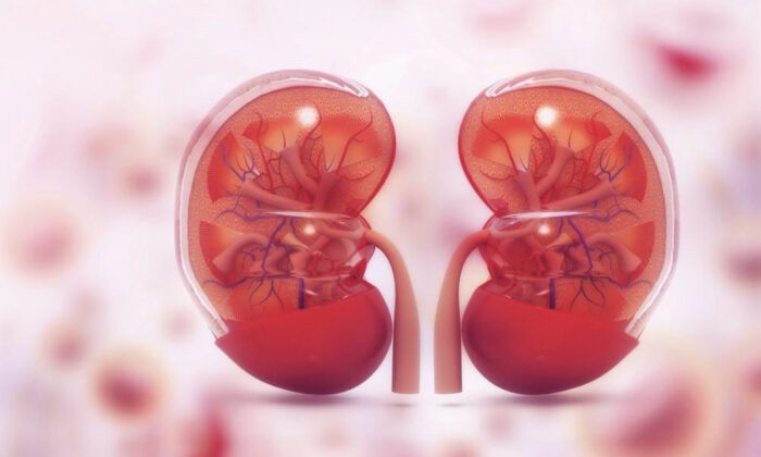 Acupuncture and Chinese herbal medicine can help improve kidney function. (Shutterstock)