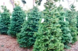 Noonan's Christmas Trees, một trang trại cây thông Noel ở Costa Mesa, California, đang gặp phải tình trạng thiếu cây vào tháng 11/2021. (Ảnh đăng dưới sự cho phép của Noonan's Christmas Trees)