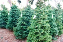 Noonan's Christmas Trees, một trang trại cây thông Noel ở Costa Mesa, California, đang gặp phải tình trạng thiếu cây vào tháng 11/2021. (Ảnh đăng dưới sự cho phép của Noonan's Christmas Trees)